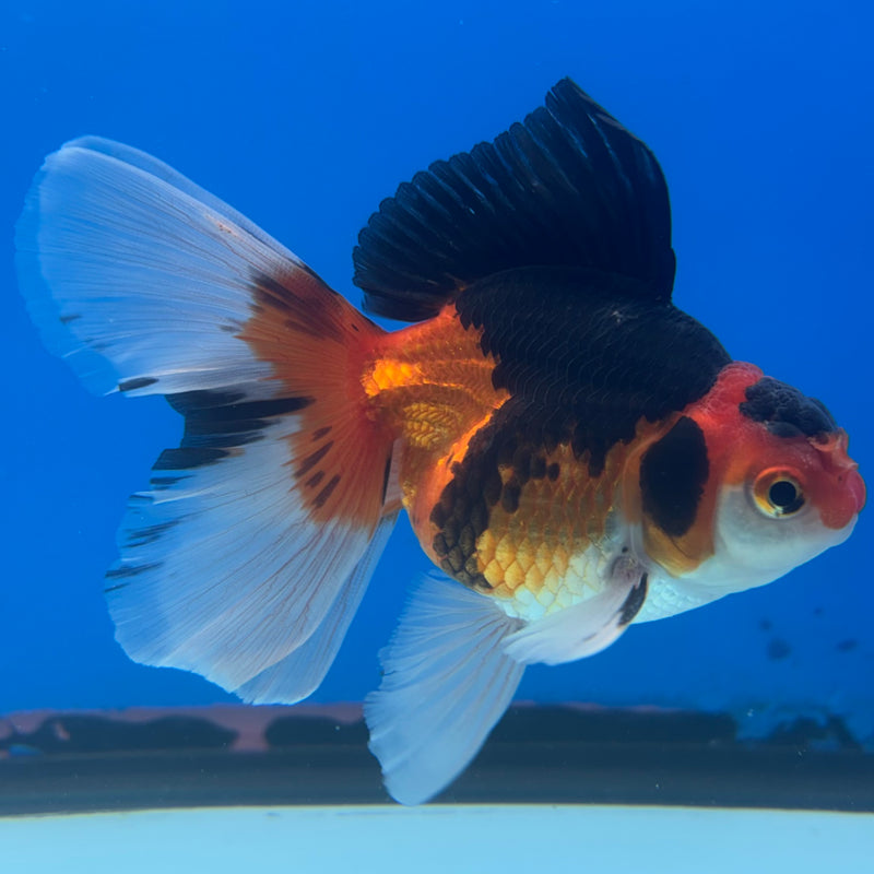 Thai Oranda Apache 3” Body Male(CK-1407)R1B09