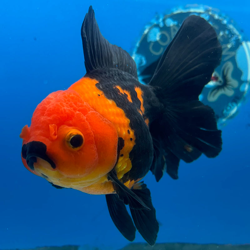 Thai Oranda Apache 4” Body Female(CK-1482)R2B16