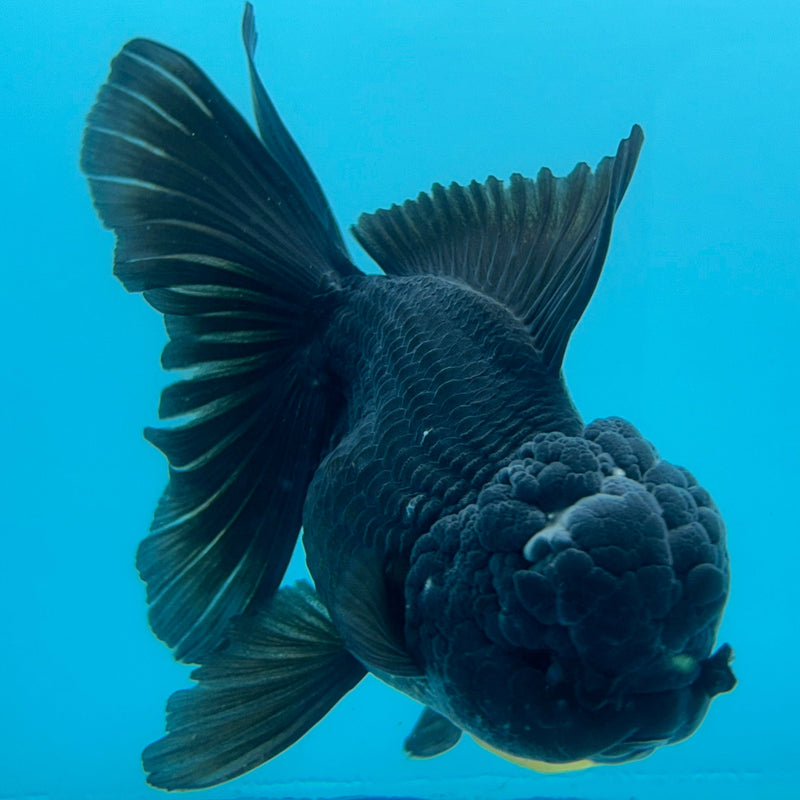 Thai Black Oranda 4”Body Female (JCD-093)R1A10