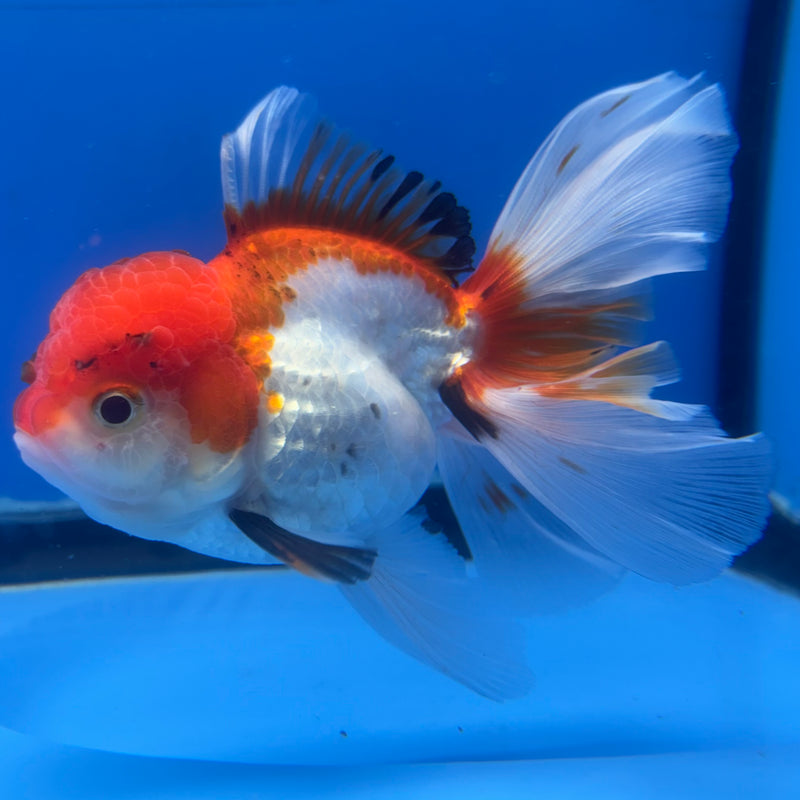 Thai Oranda Tri-Color 3” Body Female(CK-834)R3A16