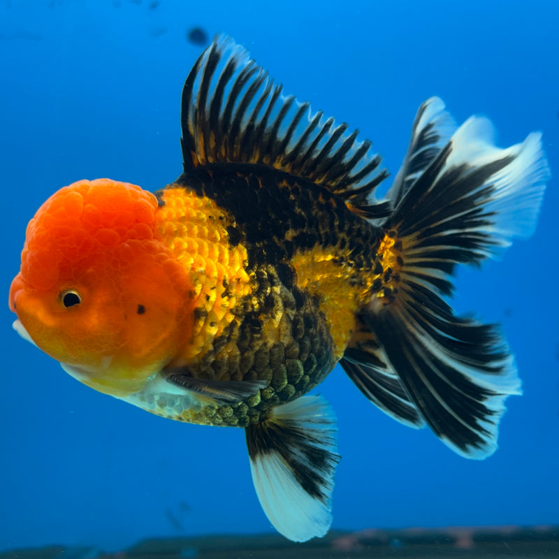 Thai Oranda Apache 3.5” Body Male(QGF-CK-1072)SHOWTANK