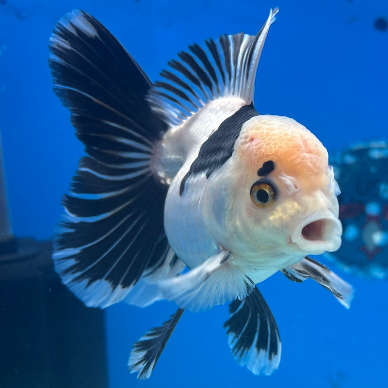 Thai Oranda Panda 3.5” Body Female(CK-917)R1BLUETUB4