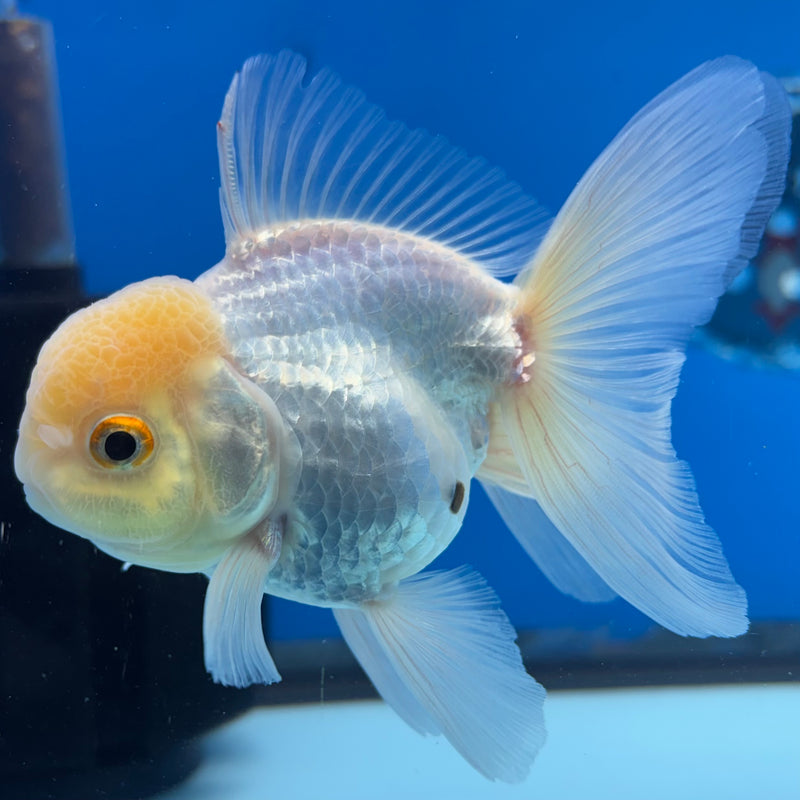 Thai Oranda Lemon Head White 3” Body Male(CK-988)R3B07
