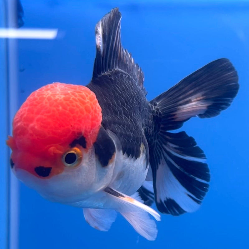 Thai Oranda Tri-Color 2.5” Body Male(CK-670)R1B08