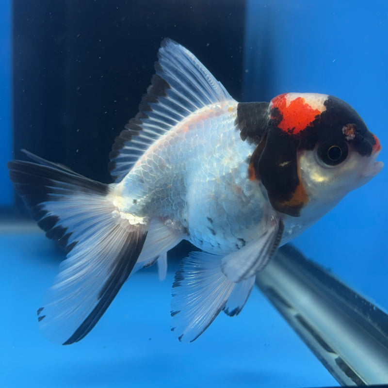 Thai Oranda Tri-Color 2.5” Body Female(CK-1266)R3B06