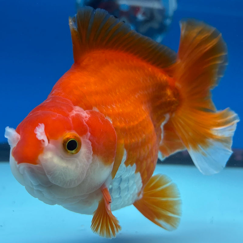 Thai Oranda Red/White 4” Body Male(CK-1519)R2A05