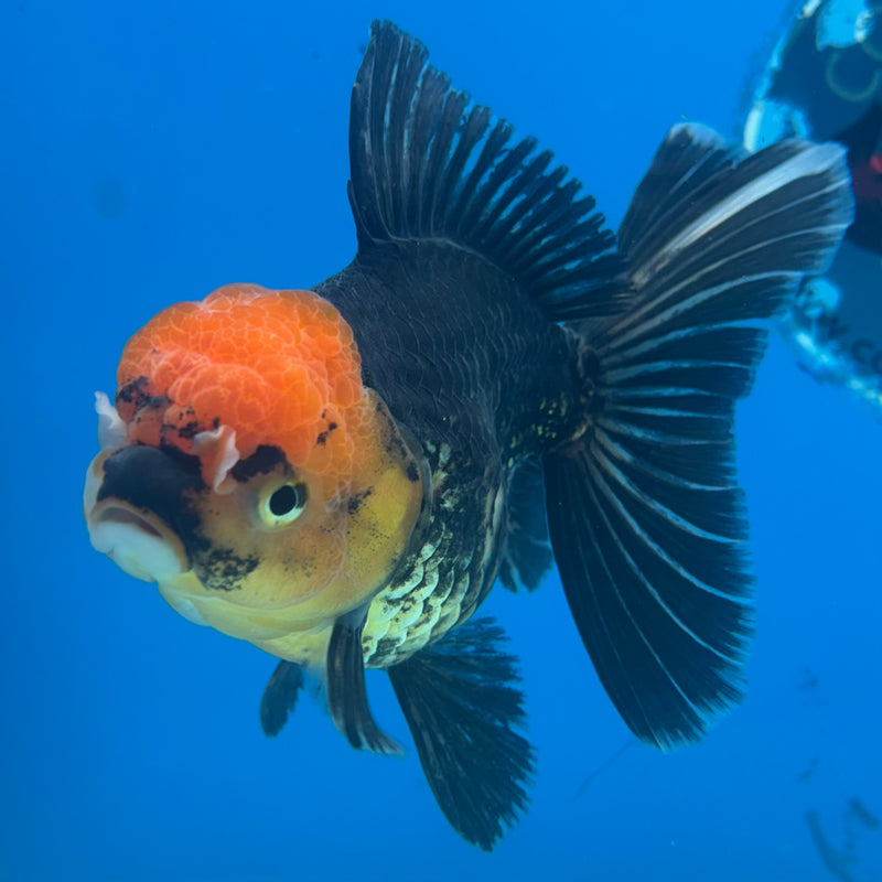 Thai Oranda Apache 3.5” Body Female(CK-919)R1BLUETUB4