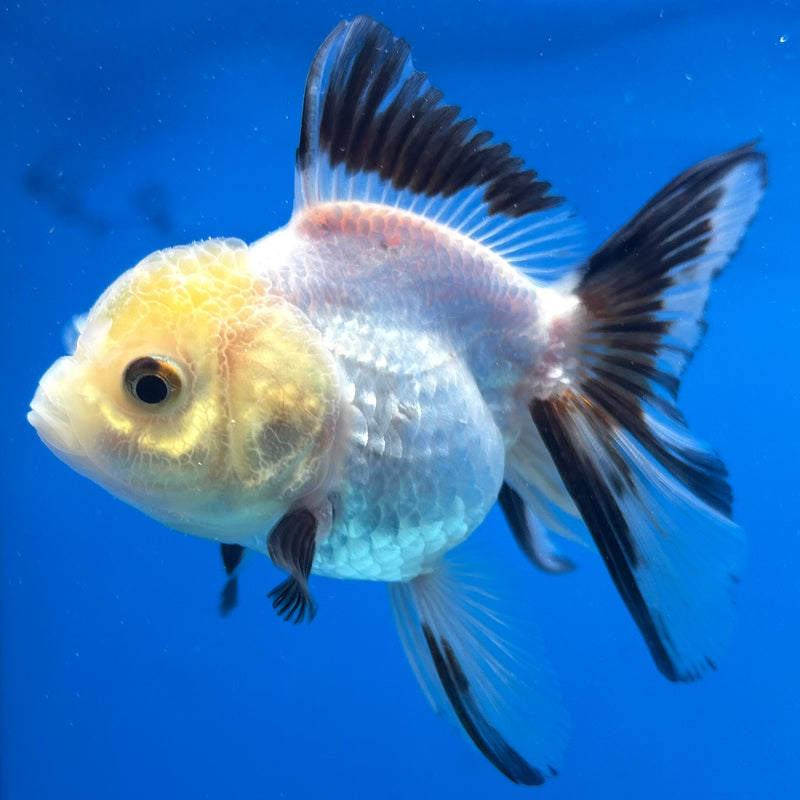 Thai Oranda Panda 2.5" Female (CK-1520)R3B16