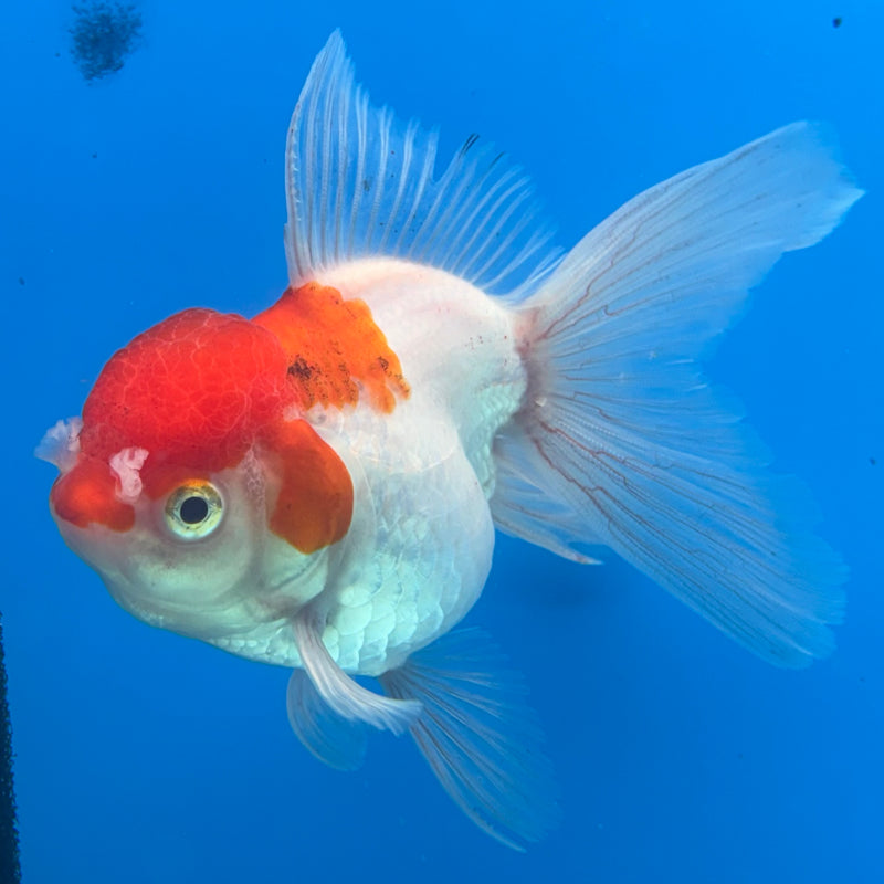 Thai Oranda Red/White 3” Body Female(CK-956)R3B13