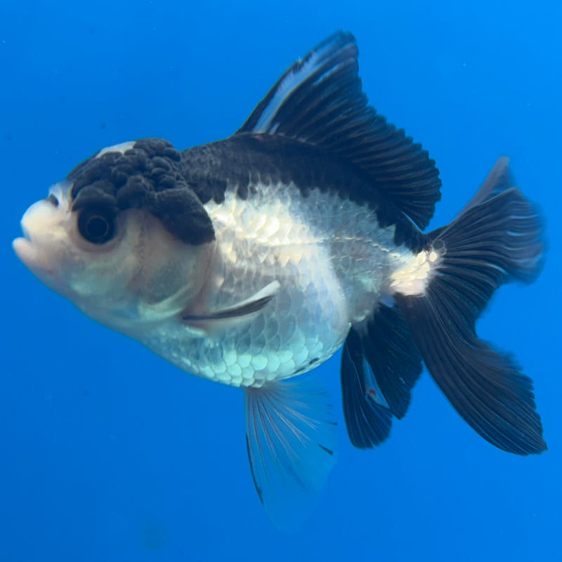 Thai Oranda Panda 2.5” Body Female(CK-1290)R3B02