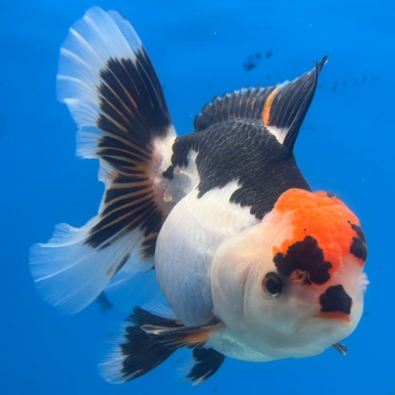 Thai Oranda Tri-Color 3.5” Body Female(BIN-CK-1069)SHOWTANK2