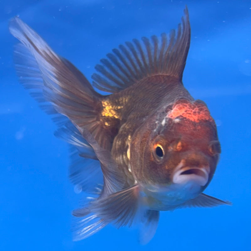 Thai Oranda Black Body Red Cap 2” Body Male(CK-824)R3B21