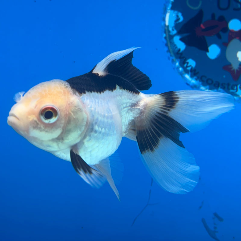 Thai Oranda Panda 2.5” Body Female(CK-1292)R3B01