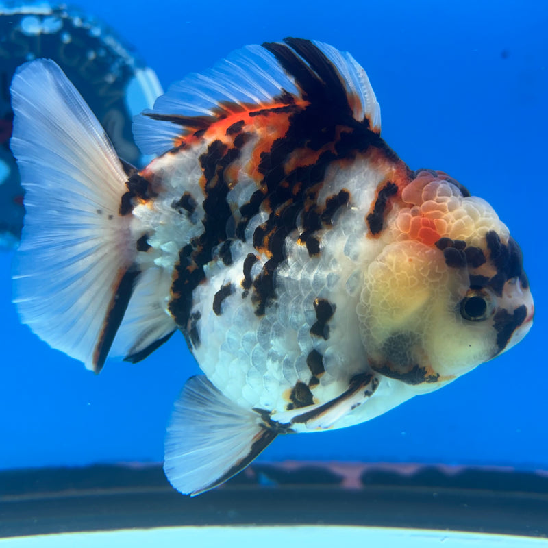 Thai Oranda Tri-Color Calico Tiger 4” Body Male(CK-835)R3A16