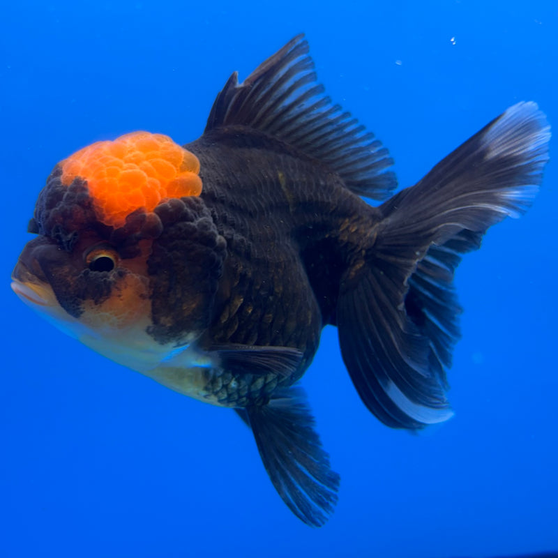 Thai Oranda Black Body Red Cap 3” Body Female(CK-1228)R1B08