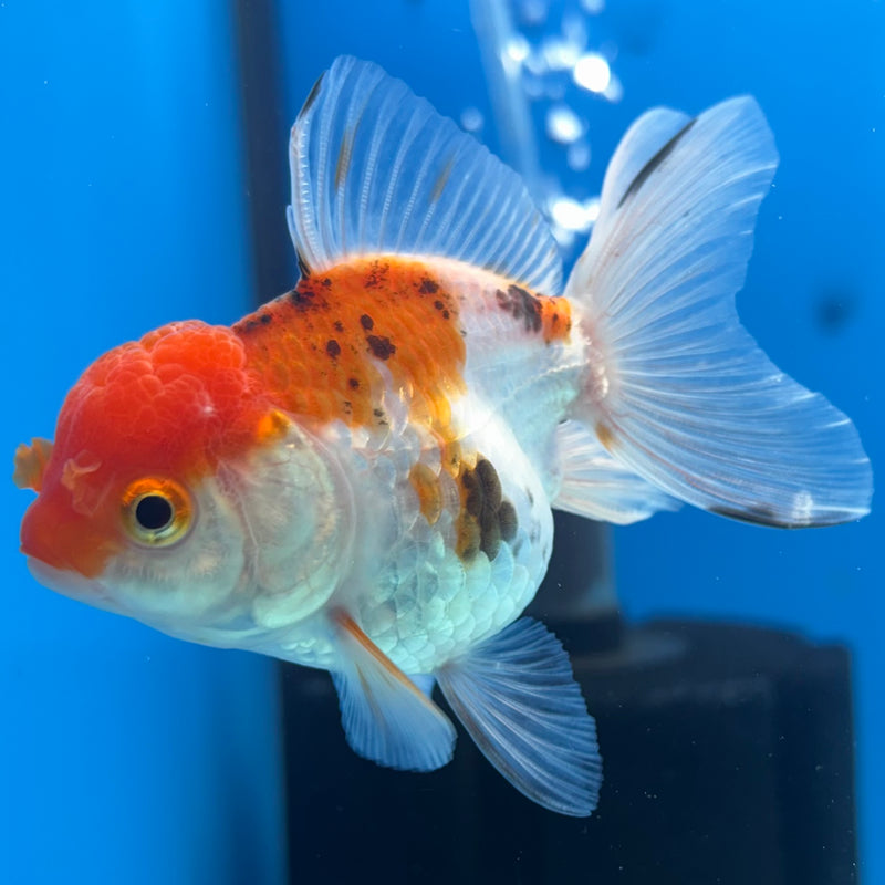 Thai Oranda Tri-Color 2.5” Body Female(CK-1288)R3B02