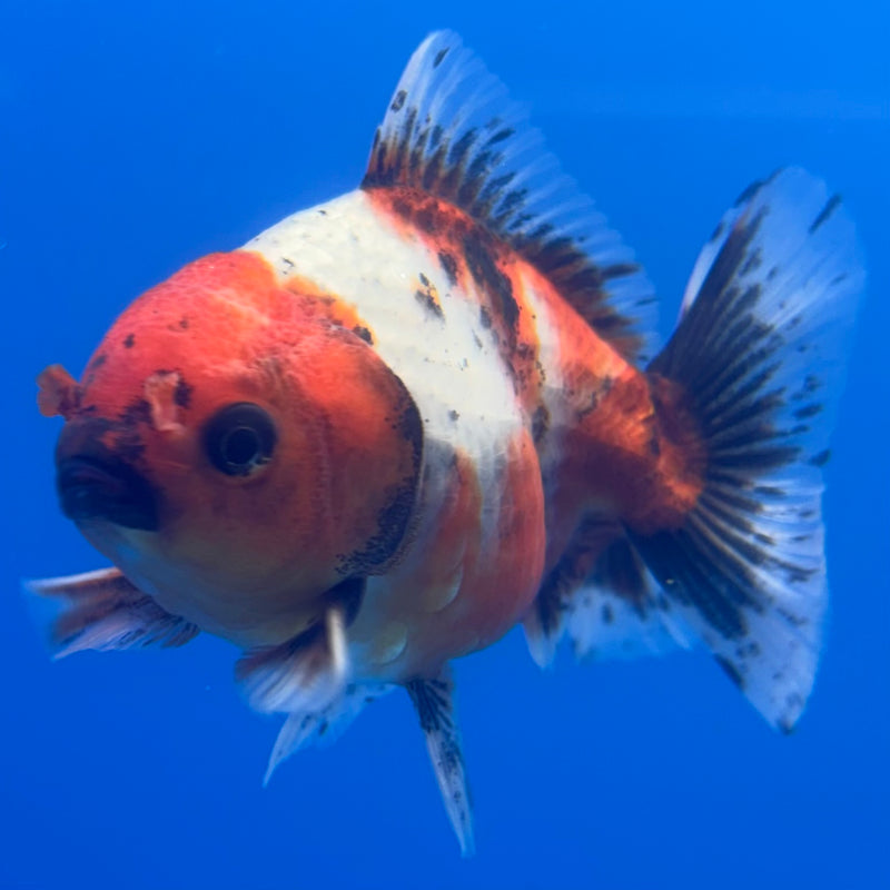 Thai Oranda SHOGUN 3” Body Male(CK-800)R1B04