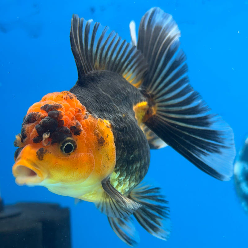 Thai Oranda Apache 3.5” Body Female(CK-914)R1BLUETUB4
