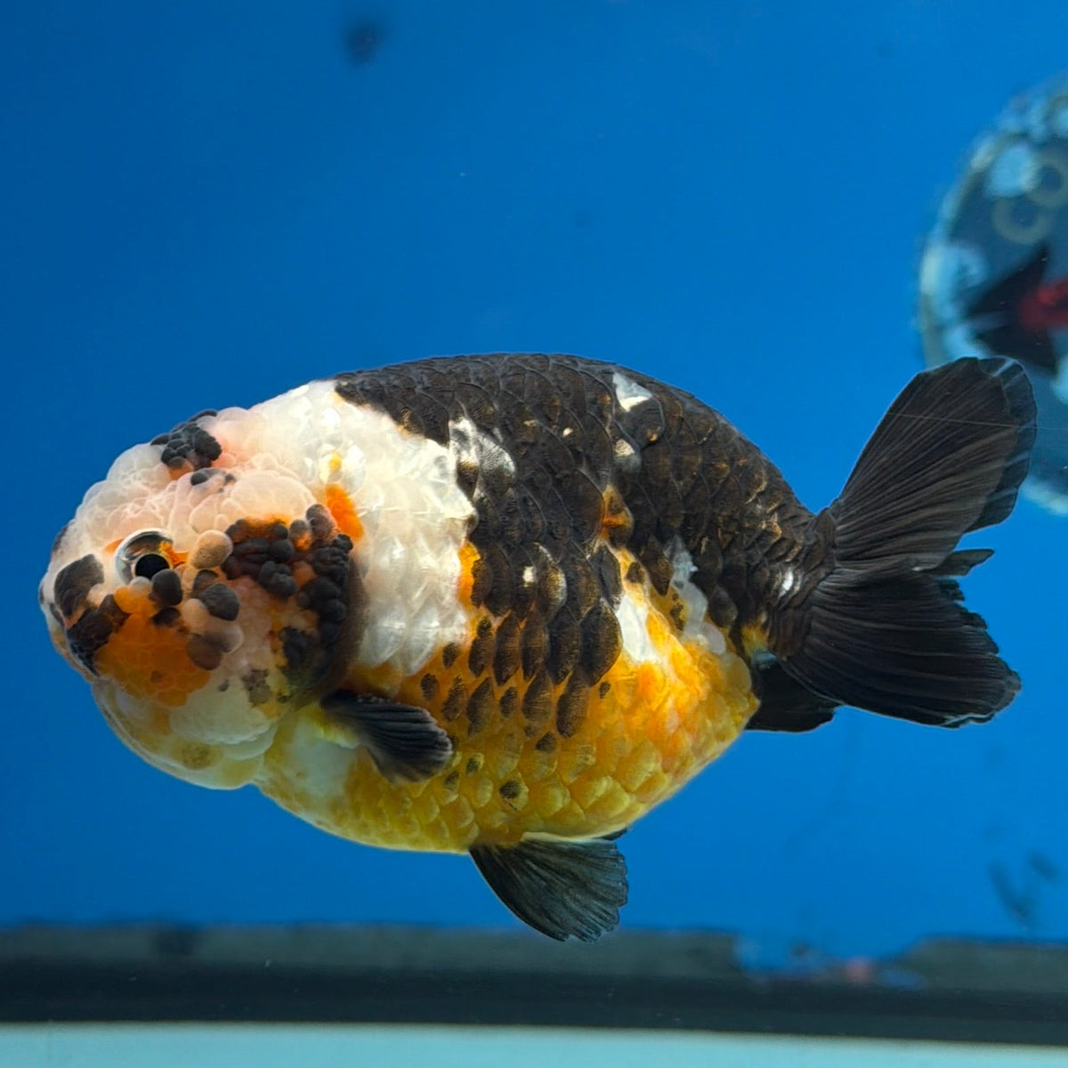 XXChinese Ranchu Tiger Calico 3.5 Male (FEB-279)BLUETUBC