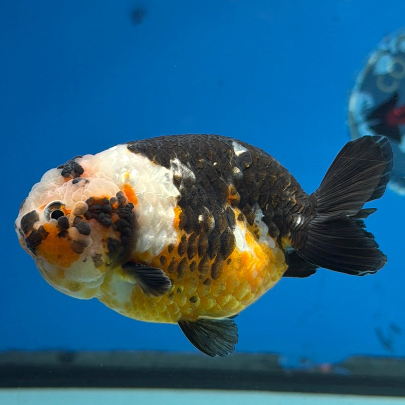 Chinese Ranchu Tiger Calico 3.5 Male (FEB-279)BLUETUBC