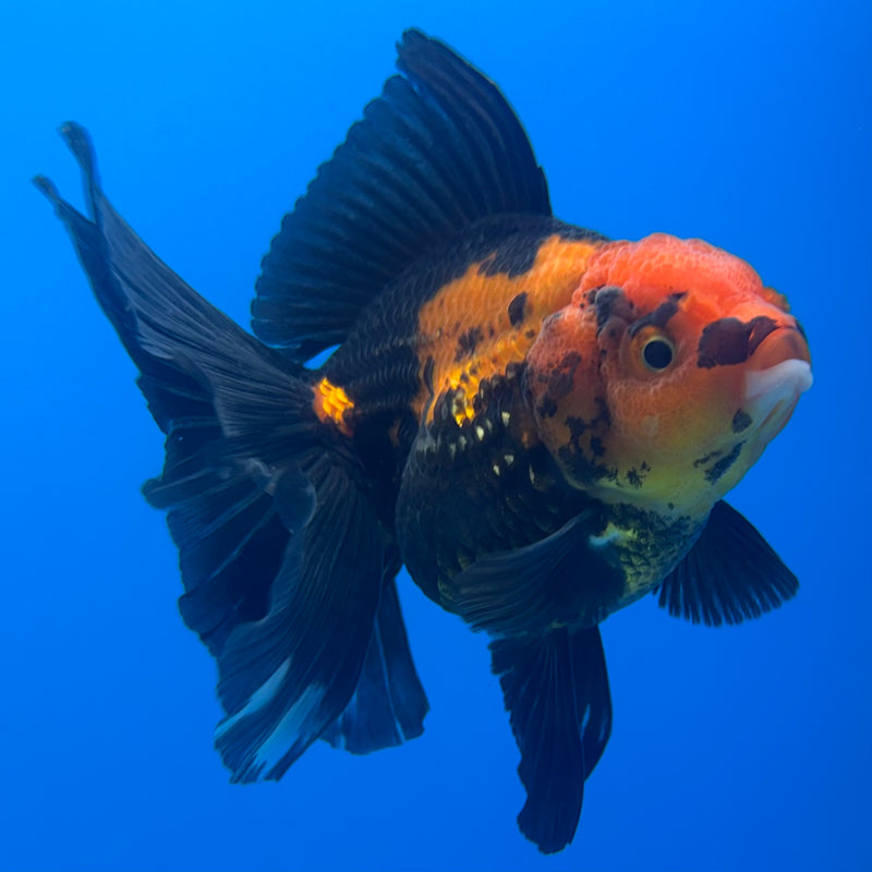 Thai Oranda Apache 3” Body Female(CK-847)R3B19