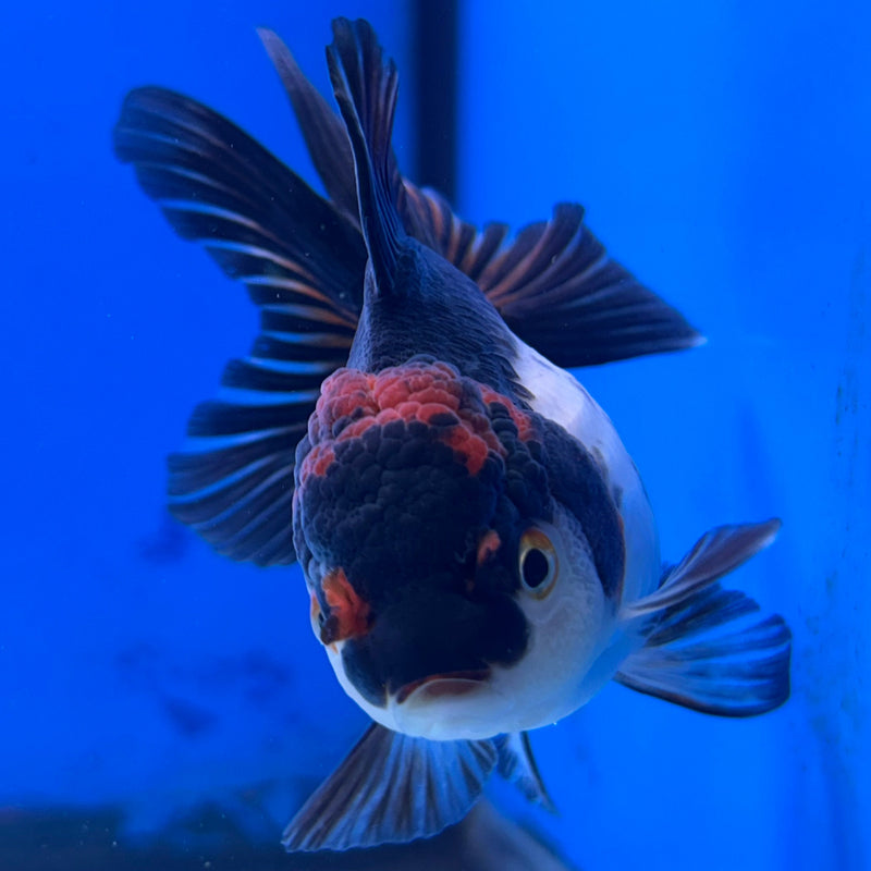 Thai Tri-Color Oranda 3“Body Female (JCD-120)R4B10