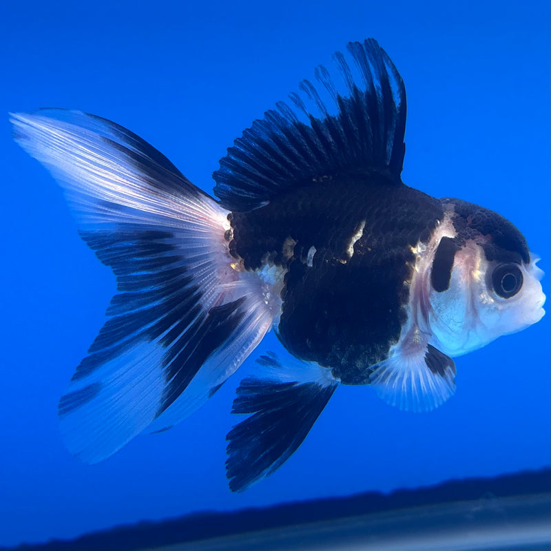 Thai Oranda Panda 2.5” Body Female(CK-1243)R3B10