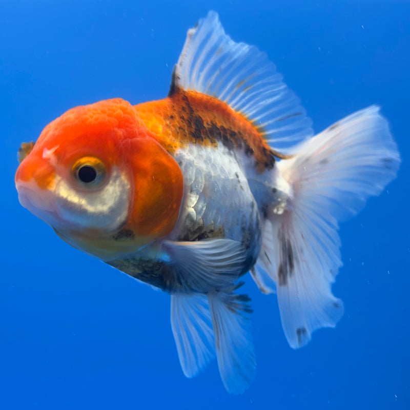 Thai Oranda Tri-Color 2.5” Body Female(CK-1263)R3B13