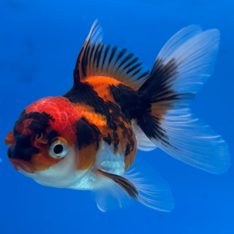 Thai Oranda Apache 2” Body Male(CK-1274)R3B05