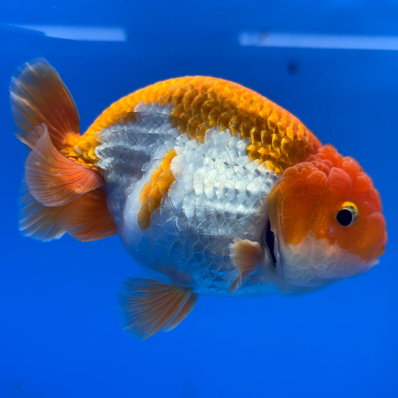Thai Ranchu Red/White 3.5” Body Male(CK-828)R3A13