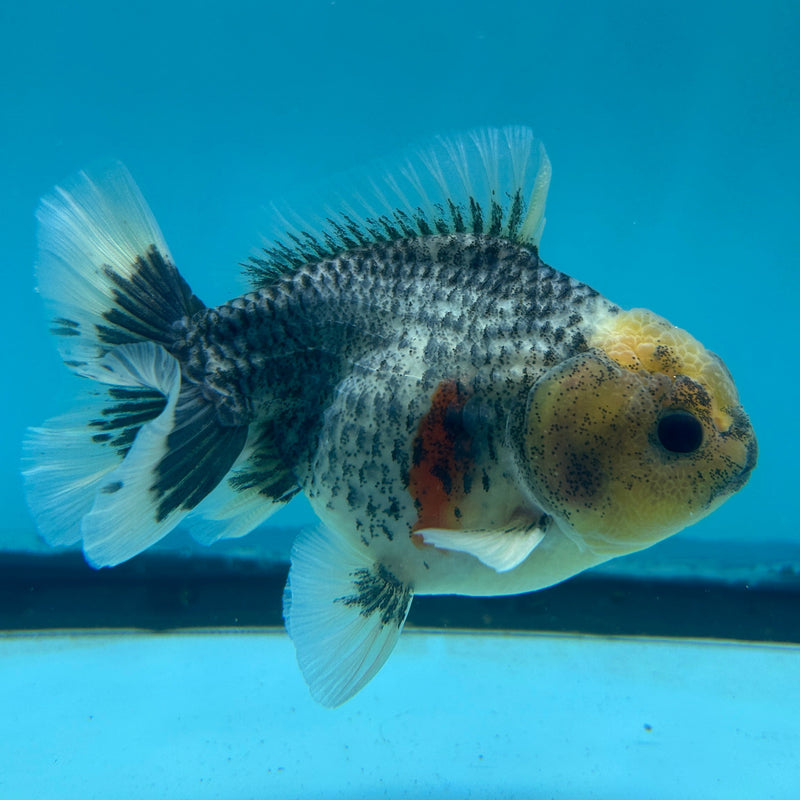 Live Premium Fancy Goldfish Thai Oranda Kirin Body Male 3.5” Body (JC-004) R1A06