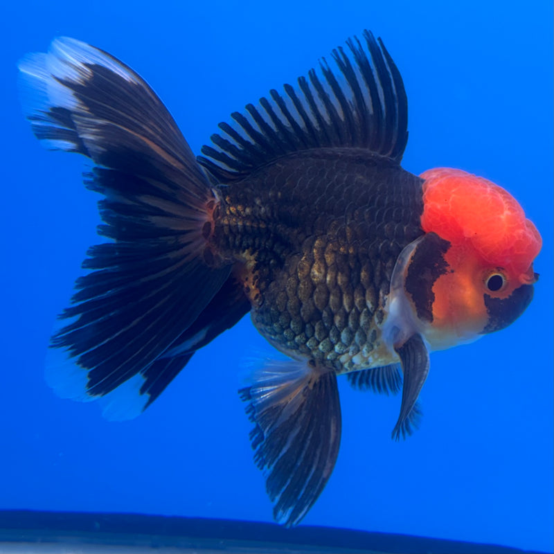 Thai Oranda Apache 3” Body Male(CK-725)R1A02