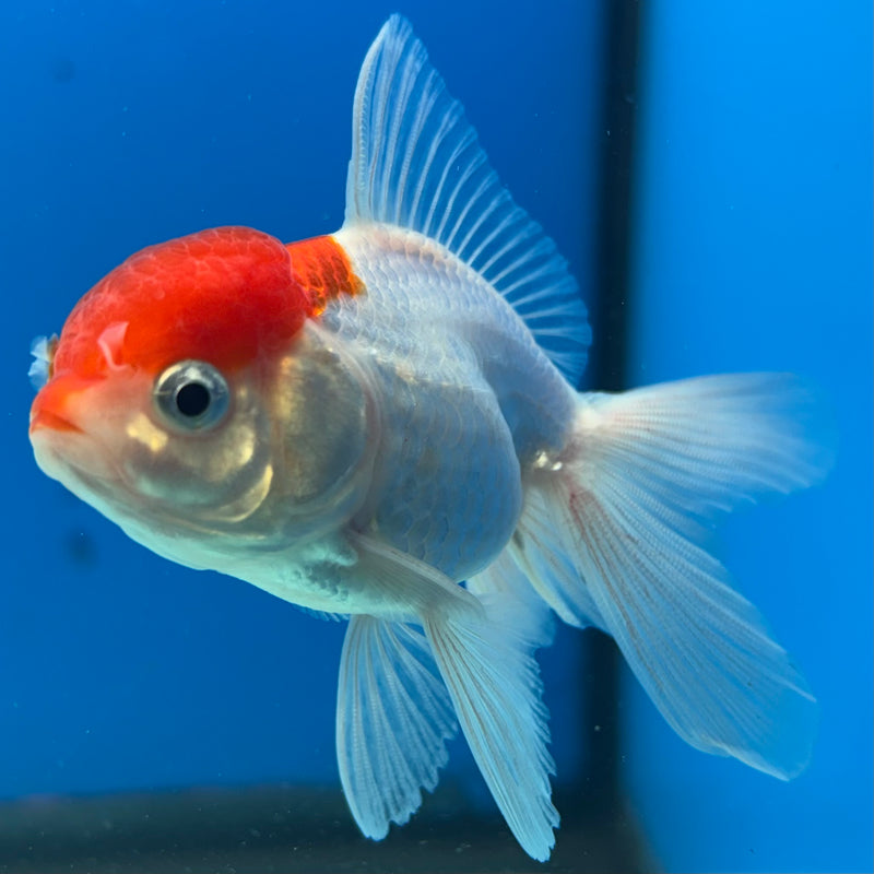 Thai Oranda White Body Red Cap 2” Body Male(CK-1020)R3B12