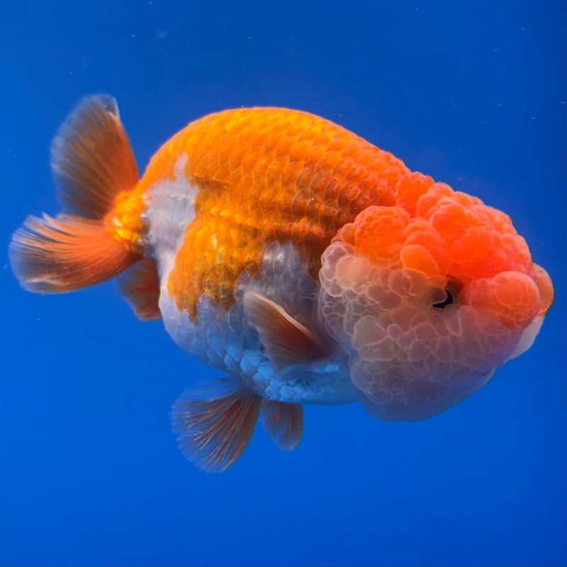 Thai Ranchu Red/White 3.5” Body Male(CK-829)R3A13
