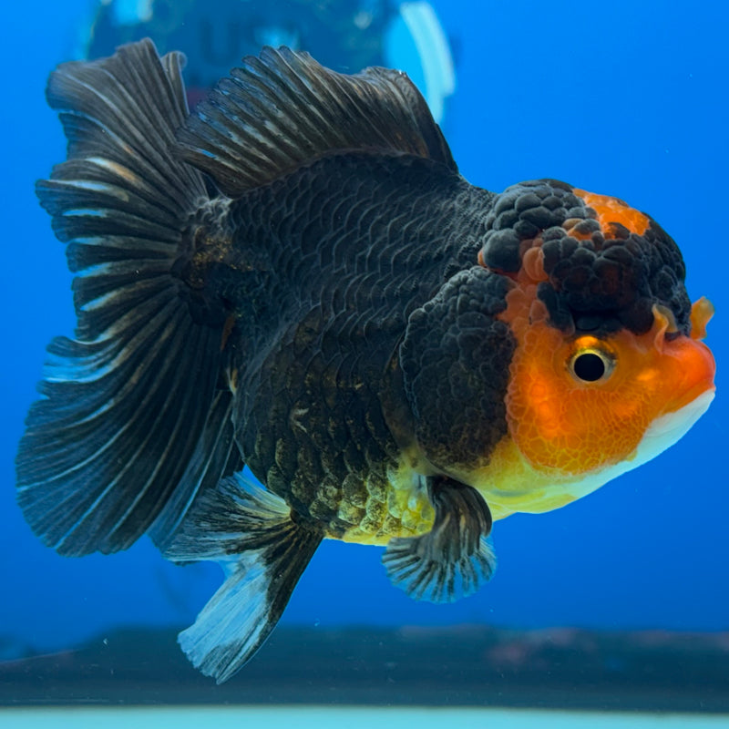 Thai Oranda Apache 3” Body Female(CK-960)R3B12