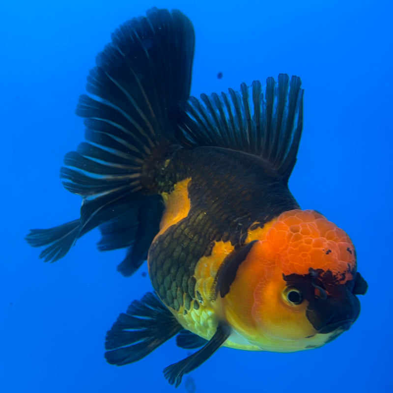 Thai Oranda Apache 4" Body Female(NKT-CK-1032)SHOWTANK2