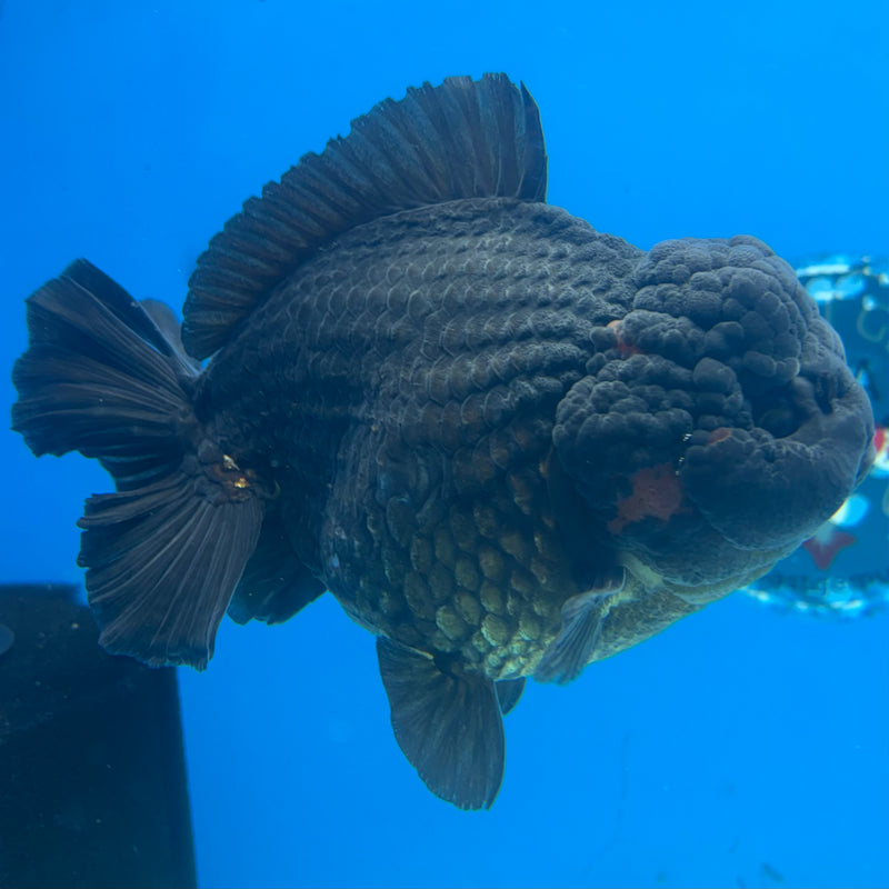 Thai Oranda Black Body Red Cap 4.5” Body Male(CK-836)R1A11