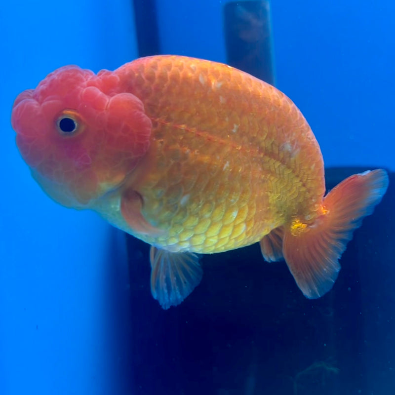 Thai Ranchu Full Red 3.5” Body Male(CK-1129)R1A07