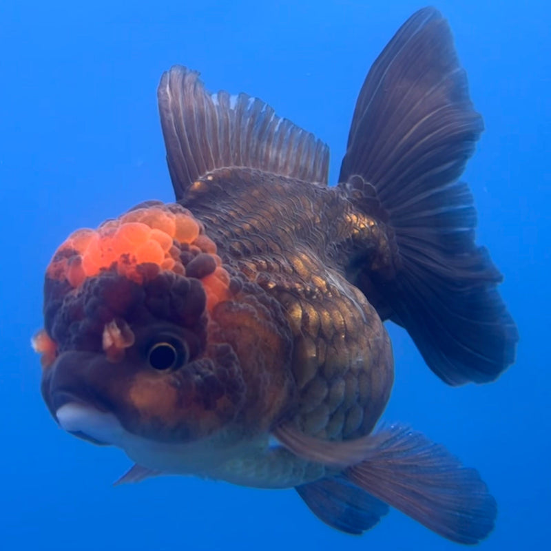 Thai Oranda Black Body Red Cap 3” Body Female(CK-659)R1B11