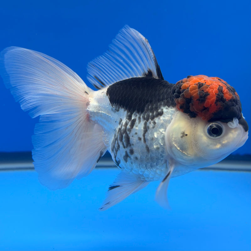 Thai Oranda Tri-Color 3.5” Body Female(CK-733)R1B01
