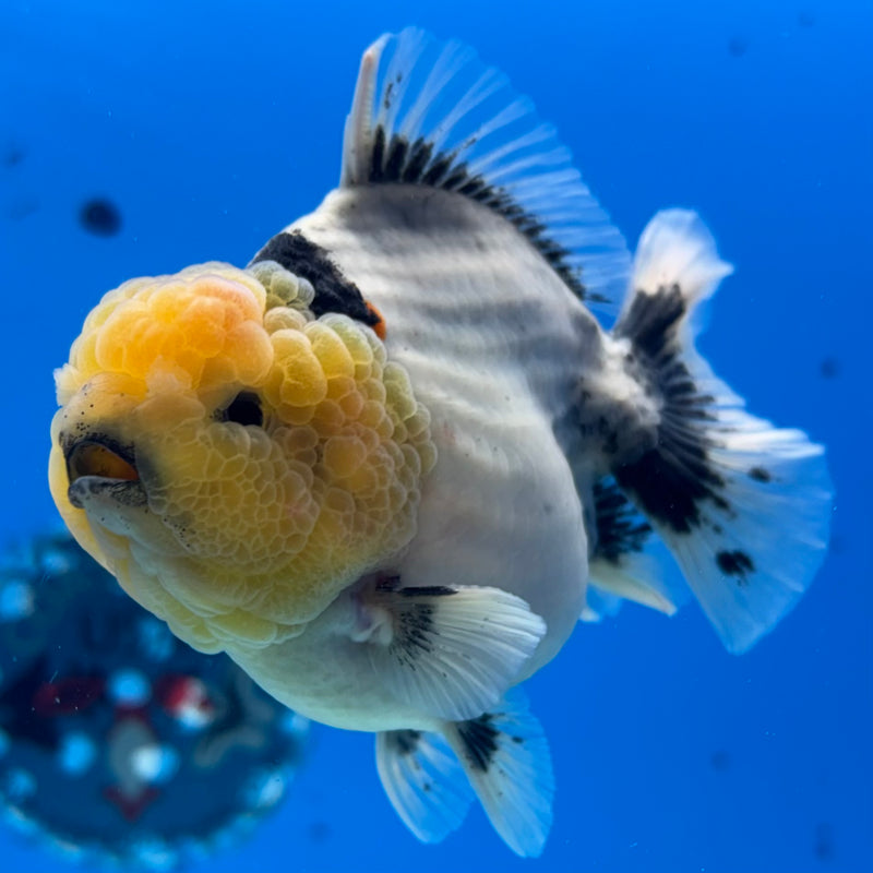 Thai Oranda Lemon Head Matte Black Eye Calico 3.5” Body Male(QGF-CK-1074)SHOWTANK