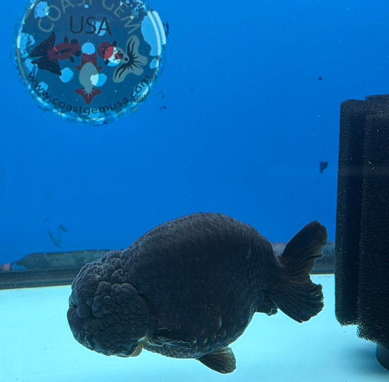 Chinese Ranchu Super Black 3.5in Male (FEB-301)R2A05
