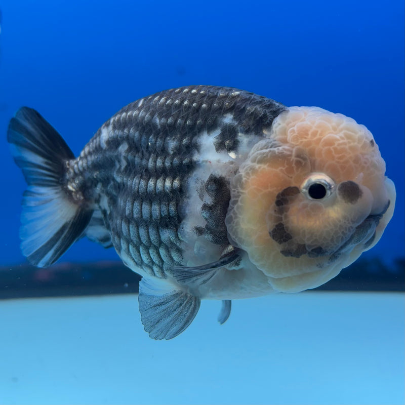 Thai Ranchu Dark Calico 3.5" Body Male(CK-898)R1A10