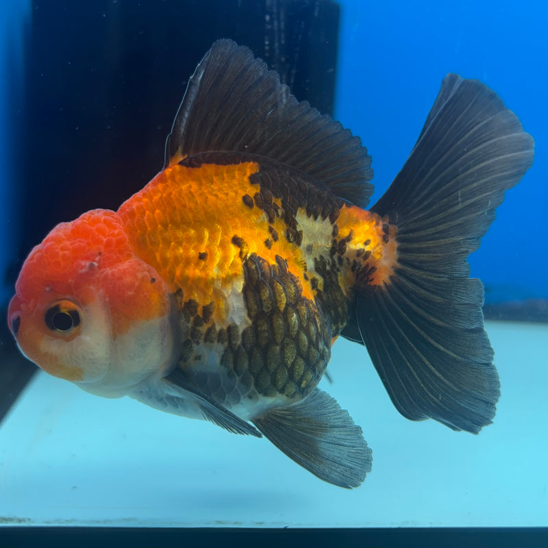 Thai Oranda Apache 2.5” Body Male(CK-849)R3B18