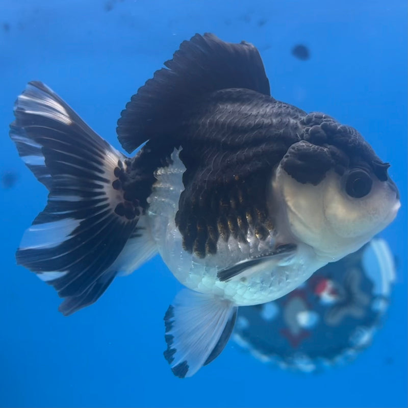 Thai Oranda Panda 3” Body Male(CK-1428)R3B18