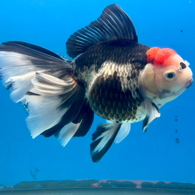 Thai Oranda AA Quality Tri-Color Orchid Tail 5” Body Male(CK-1105)SHOWTANK2