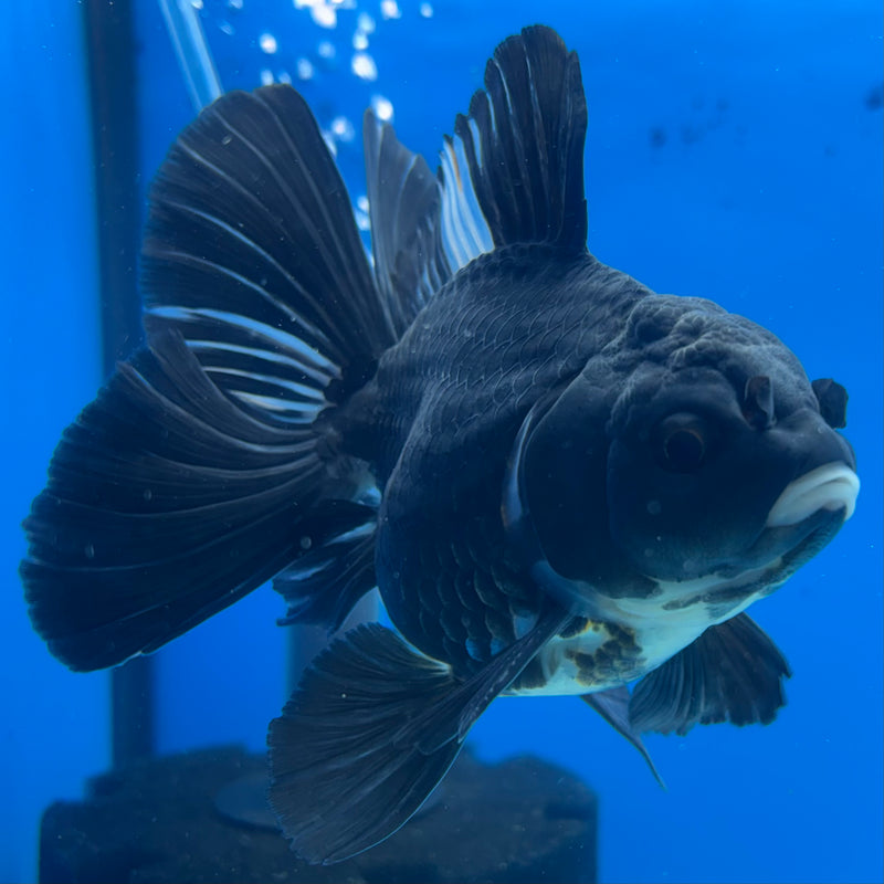Thai Oranda Panda 3.5” Body Male(CK-1207)SHOWTANK