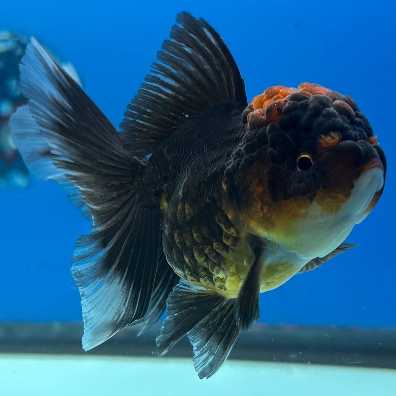 Thai Oranda Apache 2.5” Body Female(CK-980)R3B09