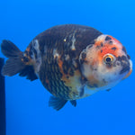 Chinese Ranchu Calico 4” Body Male(CK-1468)BLUETUBC