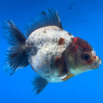 Thai Oranda Calico Yuanbao by SHOGUN 2.8” Body Male(CK-1595)R3B08